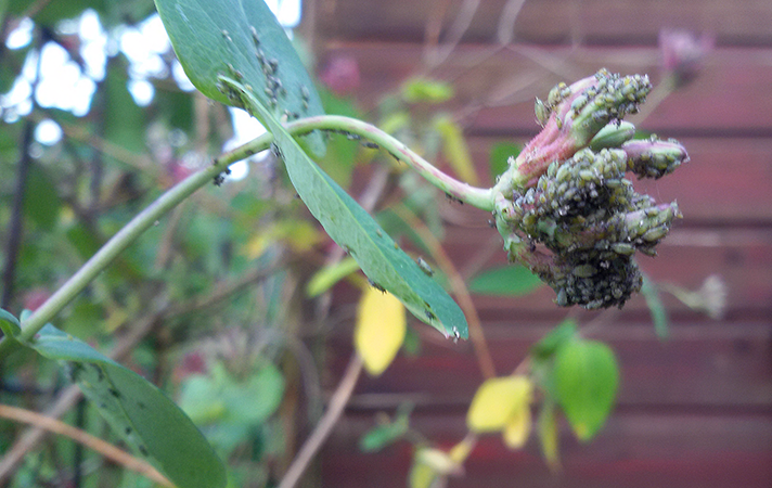 Läuse an einer Blüte des Jelängerjelieber (Geißblatt) 