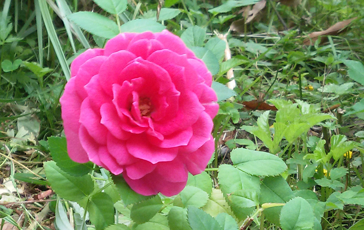 Rosen leuchten in der zweiten Blühperiode umso schöner, wenn sie mit dem Sommerschnitt noch mal eine Portion Dünger erhalten. Buschrose in voller Blüte